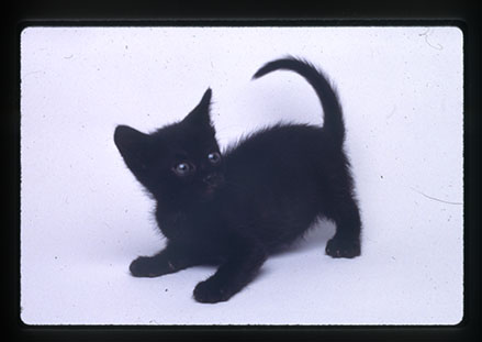 アンティーク雑貨 BLACK CATS U.S.A. TOUR 1982 アンティーク雑貨 BLACK CATS U.S.A. TOUR 1982 VintageBlackCatz - Etsy